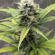 Crystal Candy XL Auto - Sweet Seeds