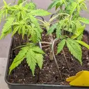 Hindu Kush Auto Sensi Seeds