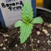 Banana Frost