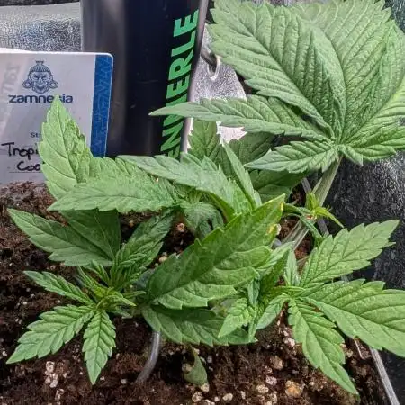 Tropicana Cookies FF Fast Buds