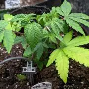 Glue Prom Walipini Seeds