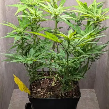 Skunk Auto Fast Buds Mini Grow