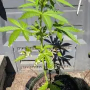 Toffee Pudding Auto Anesia Seeds