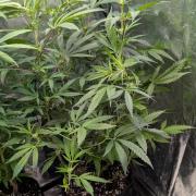 The Gassy One Super Sativa Seed Club