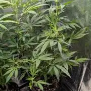 The Gassy One Super Sativa Seed Club
