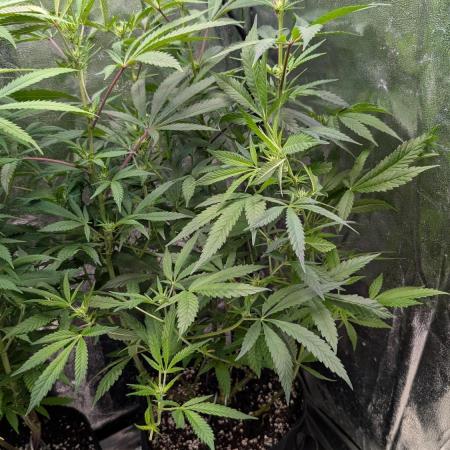 The Gassy One Super Sativa Seed Club