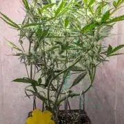 Permanent Jealousy XL Auto Sweet Seeds