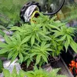Tropicana Cookies FF Fast Buds