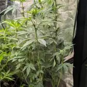 Glue Prom Walipini Seeds