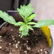Eternity Grow Cup  Sticky Broccoli Auto