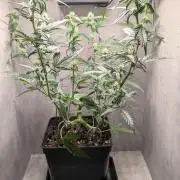 Hindu Kush Auto Sensi Seeds
