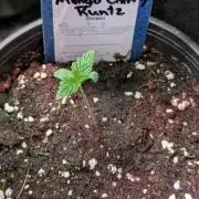 Mango Cherry Runtz