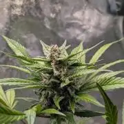 Diablo Rojo XL Auto - Sweet Seeds