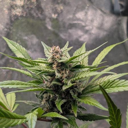 Diablo Rojo XL Auto - Sweet Seeds
