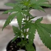 Crystal Candy XL Auto - Sweet Seeds