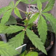 The Gassy One Super Sativa Seed Club