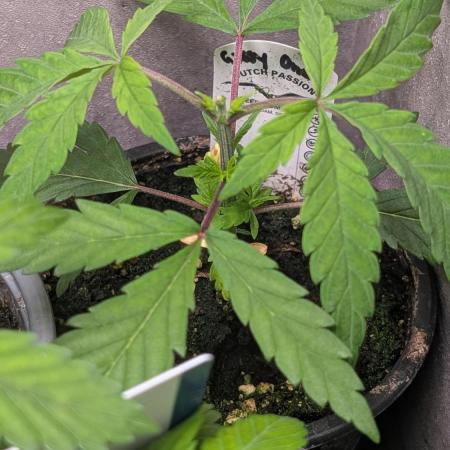 The Gassy One Super Sativa Seed Club