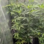 Strawberry Cola Sherbet F1 Sweet Seeds