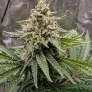 Super Boof Weed Seed Shop