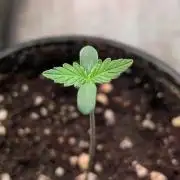 Permanent Jealousy XL Auto Sweet Seeds