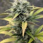 Crystal Candy XL Auto - Sweet Seeds