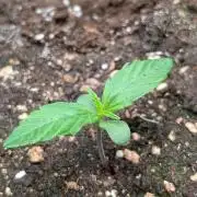Toffee Pudding Auto Anesia Seeds