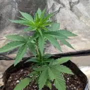 Auto Super Skunk - Sensible Seeds