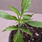 Hindu Kush Auto Sensi Seeds