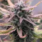 Skunk Auto Fast Buds Mini Grow