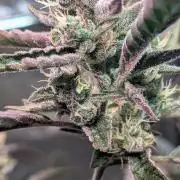 Papaya Cookies Auto Fast Buds