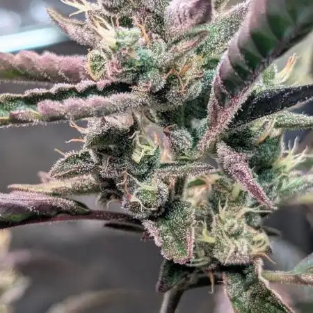 Papaya Cookies Auto Fast Buds