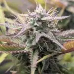 Skunk Auto Fast Buds Mini Grow