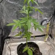 Toffee Pudding Auto Anesia Seeds