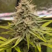 Glue Prom Walipini Seeds