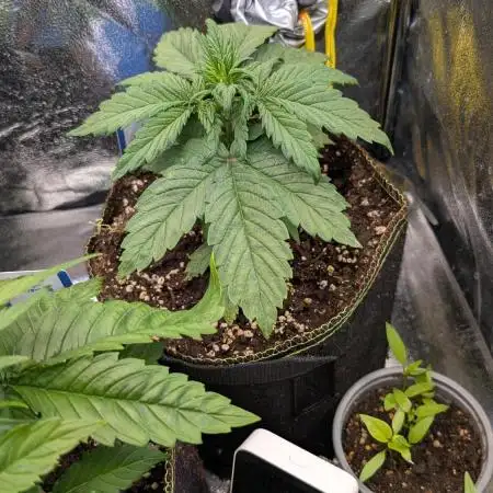 Lemon Cherry Cookies Fast Buds