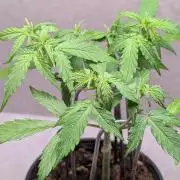 Hindu Kush Auto Sensi Seeds