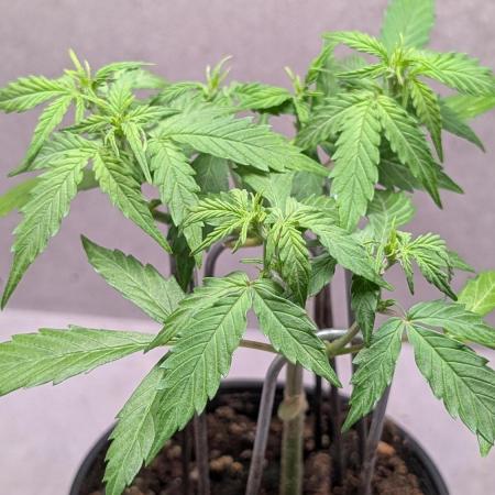 Hindu Kush Auto Sensi Seeds