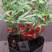 Sundae Frost
