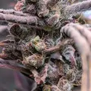 Papaya Cookies Auto Fast Buds