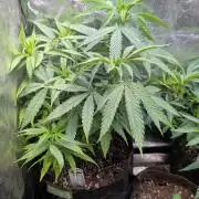 Strawberry Cola Sherbet F1 Sweet Seeds