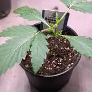 Banana Frost