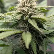 Super Boof Weed Seed Shop