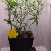 Permanent Jealousy XL Auto Sweet Seeds