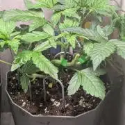 Banana Frost