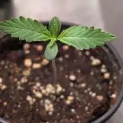 Permanent Jealousy XL Auto Sweet Seeds
