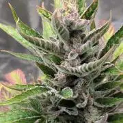 Auto Super Skunk - Sensible Seeds