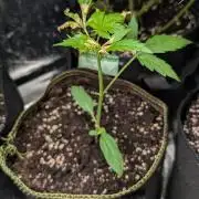 Toffee Pudding Auto Anesia Seeds