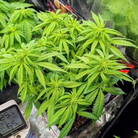 Mental Rainbow F1 Sweet Seeds