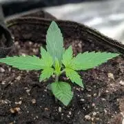 Toffee Pudding Auto Anesia Seeds