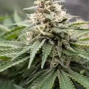 Super Boof Weed Seed Shop
